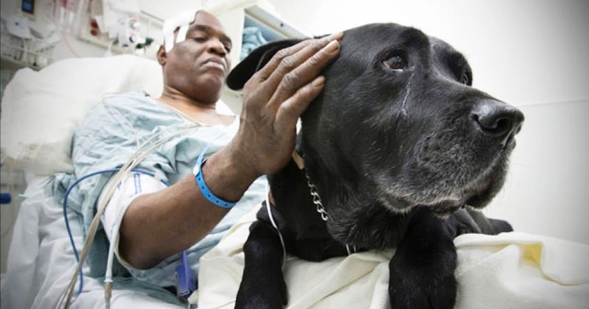 6 204.jpg?resize=1200,630 - 8 Mascotas leales que salvaron la vida de sus dueños