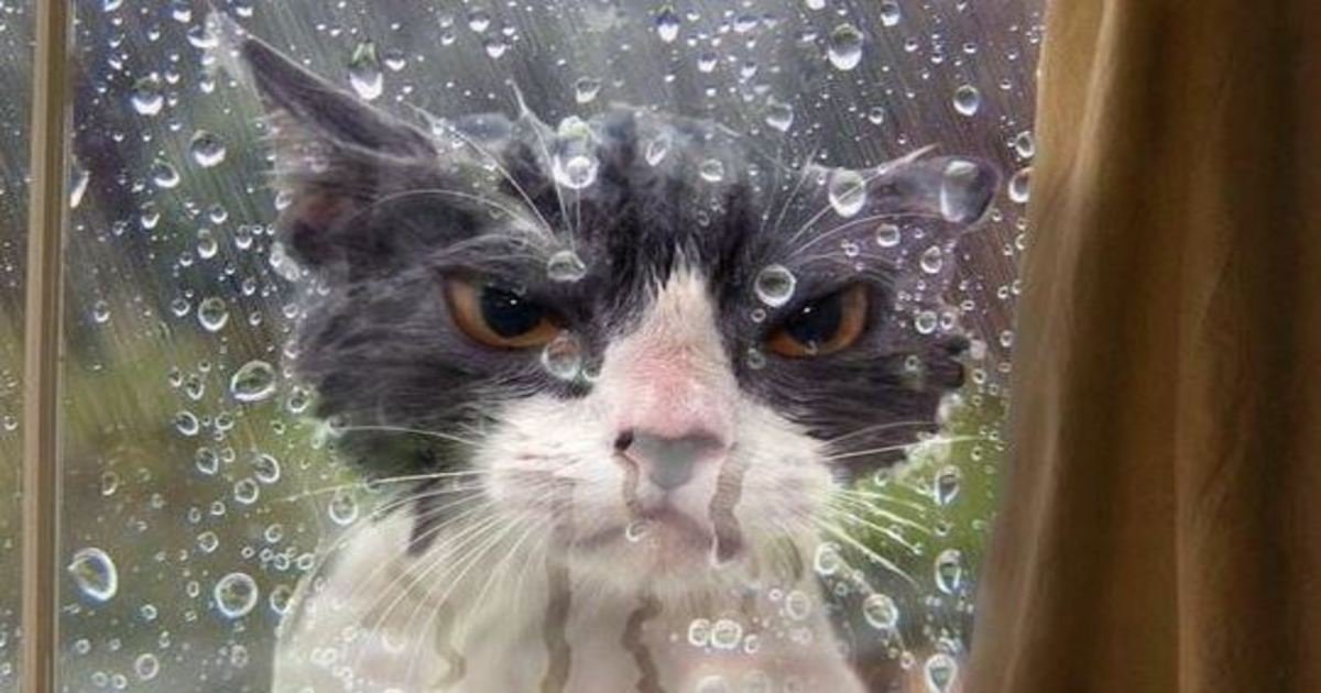 6 91.jpg?resize=412,232 - 23 Cats Who’ve Made Very Poor Life Choices. #9 Is Having The Worst Day Ever.