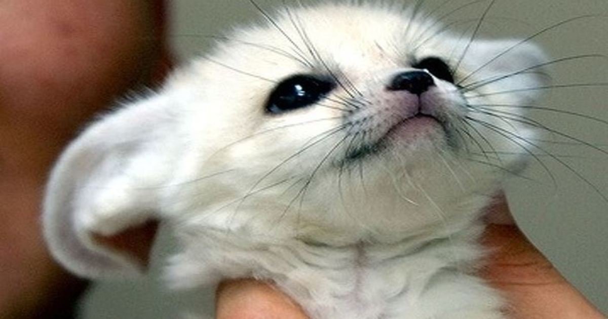 7 142.jpg?fit=1024%2C538&ssl=1&strip=all - 35+ Babies of Wild Animals That Can Steal Your Heart