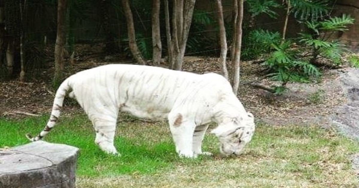 8 127.jpg?resize=1200,630 - 23 Albino Animals That Look Like They’re From Another Planet