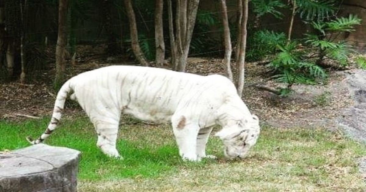 8 127.jpg?resize=412,232 - 23 Albino Animals That Look Like They’re From Another Planet