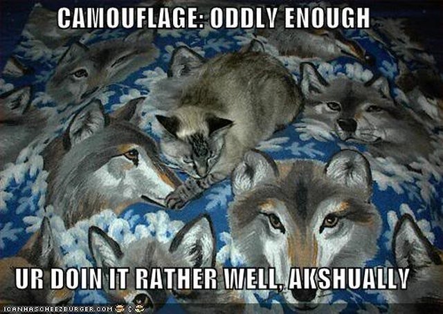 Cat sitting on blanket patterned with wolves.