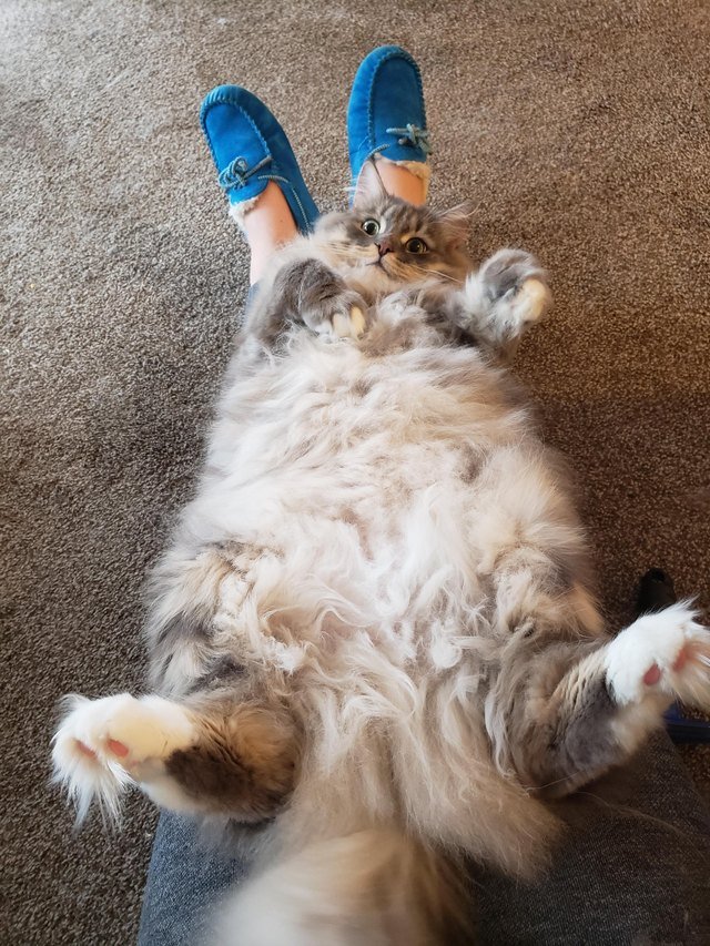 A very fluffy cat laying on her back on her person