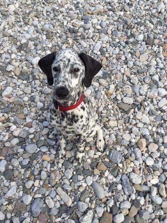 Spotted dog on rocky beach.