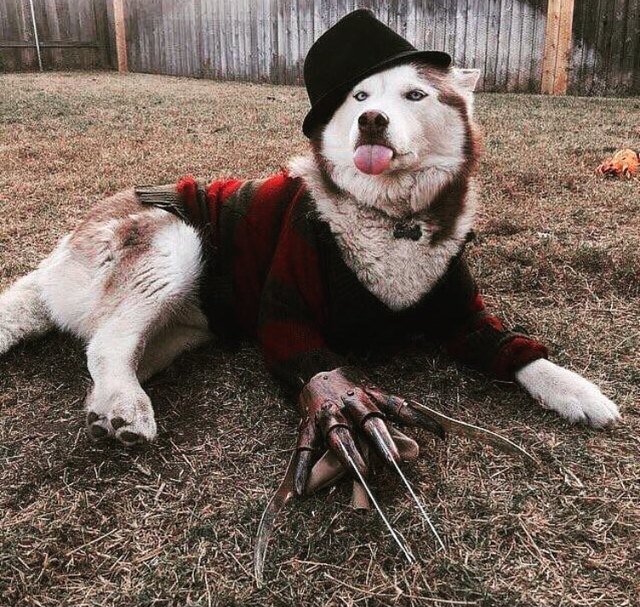 Nice dog dressed up like Freddy Krueger