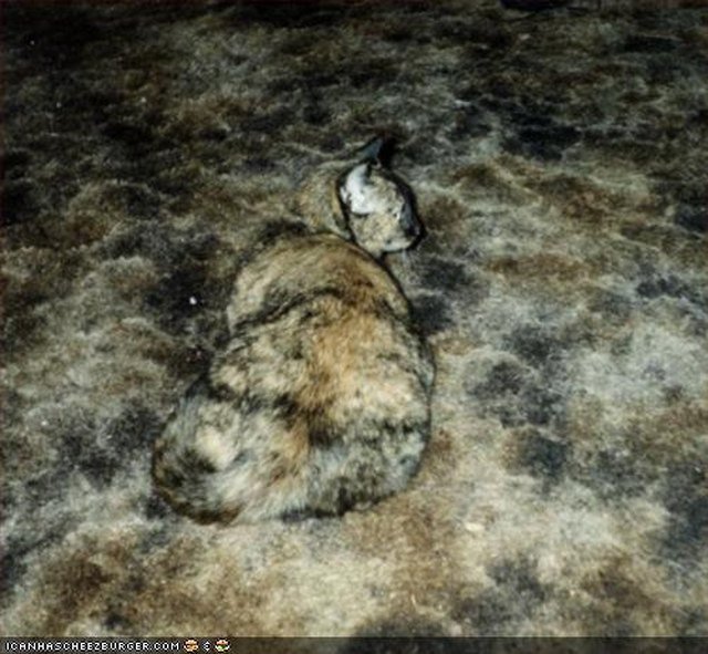Tortoiseshell cat blending into carpet.