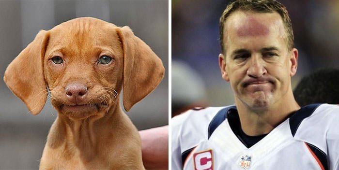 Sad Dog Looks Like Peyton Manning