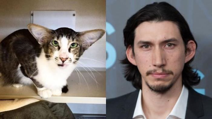 How About This Cat That Looks Like Adam Driver?