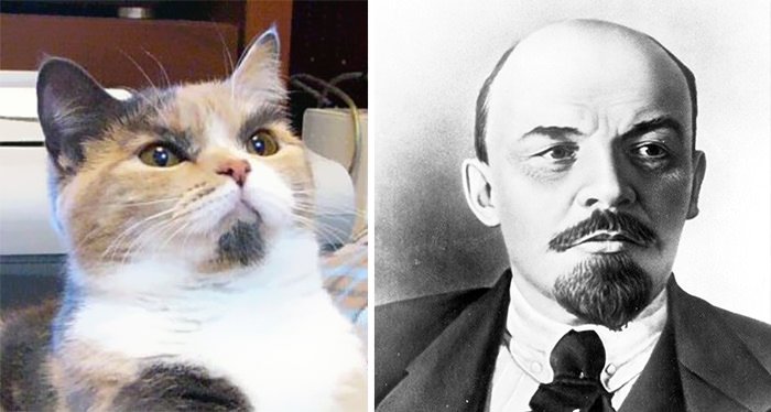 This Cat Looks Like Lenin
