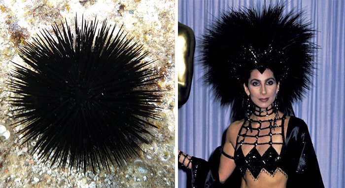 Sea Urchin Looks Like Cher