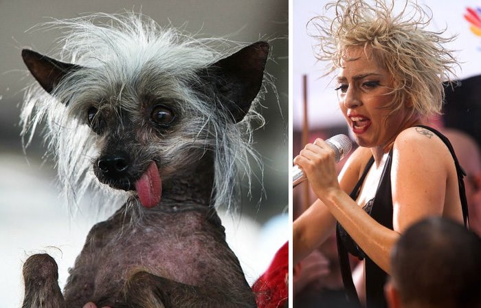 This Dog Looks Like Lady Gaga