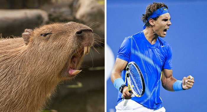  Capybara Looks Like Rafael Nadal