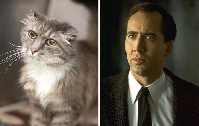 Cat Looks Like Nicolas Cage