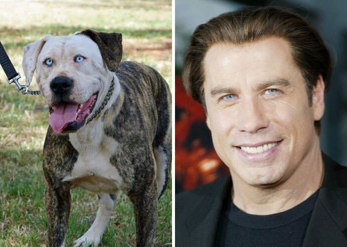  A Dog Looks Like John Travolta