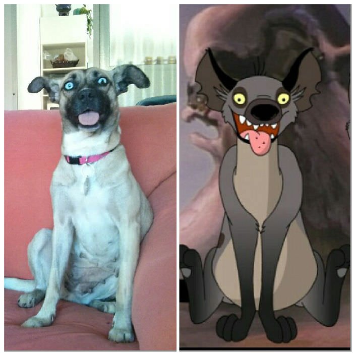 My Dog Looks Like Ed The Hyaena From The Lion King