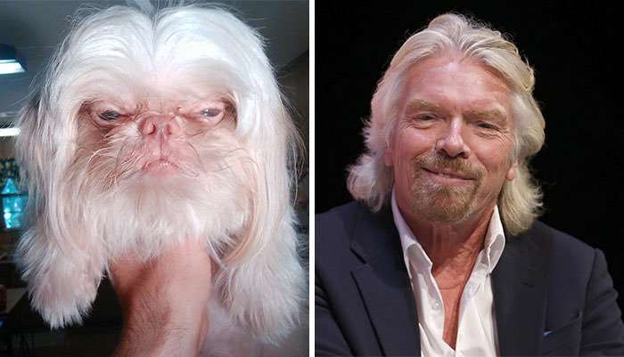 Dog Looks Like Richard Branson