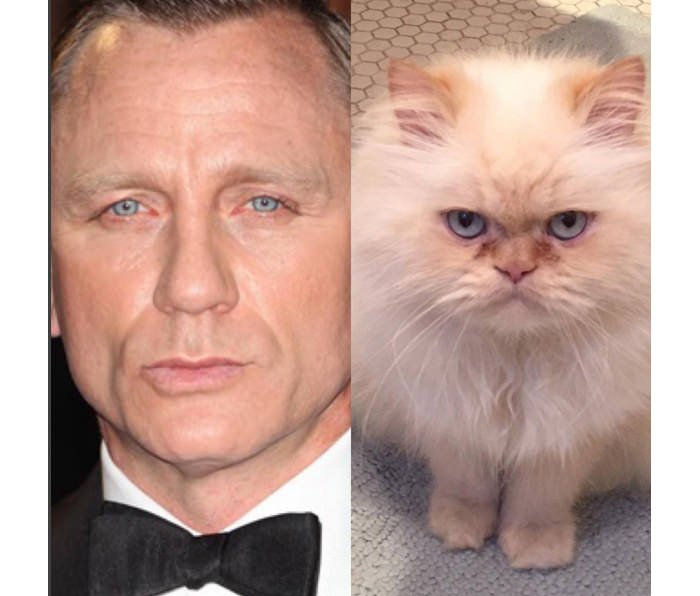 This Cat Looks Like Craig. Daniel Craig. @estebankitty