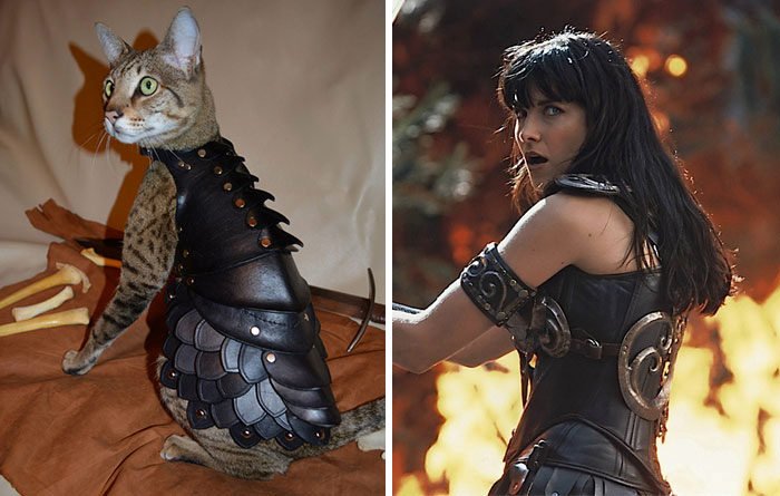 This Cat Looks Like Xena, Warrior Princess