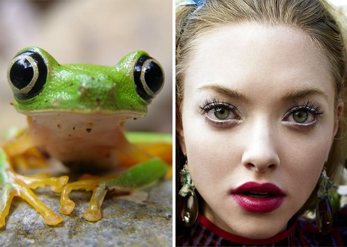 Frog Looks Like Amanda Seyfried