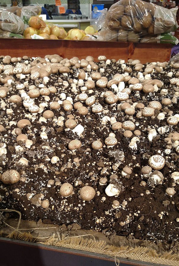 You Can Pick Your Own Mushrooms At This Grocery Store