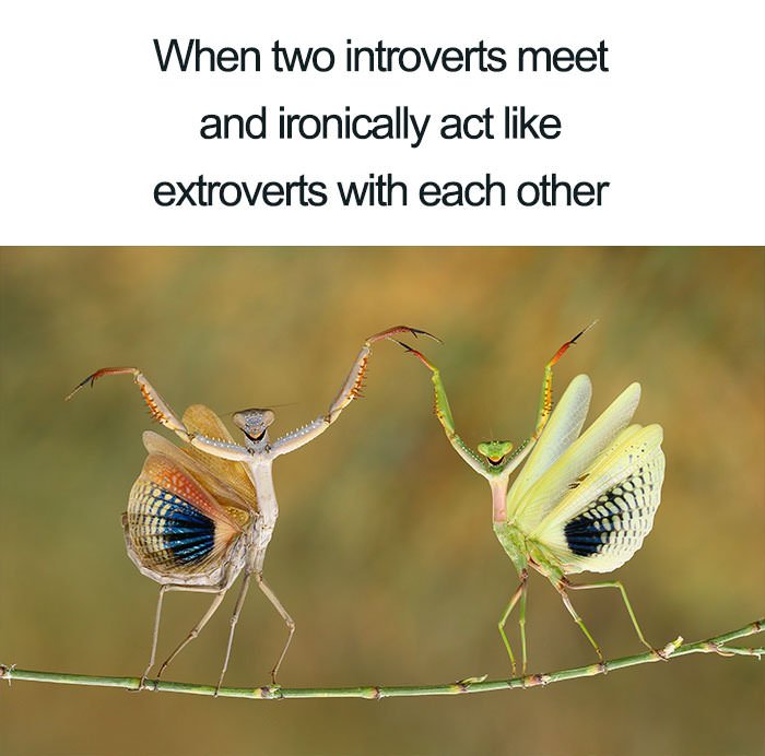  Funny introvert memes
