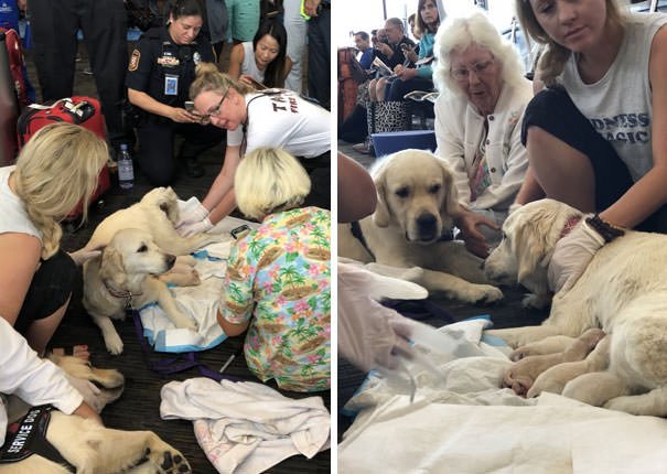 With The Help Of ARFF Paramedics, Service Dog Eleanor Rigby Delivered 8 Puppies In The Middle Of Tampa International Airport