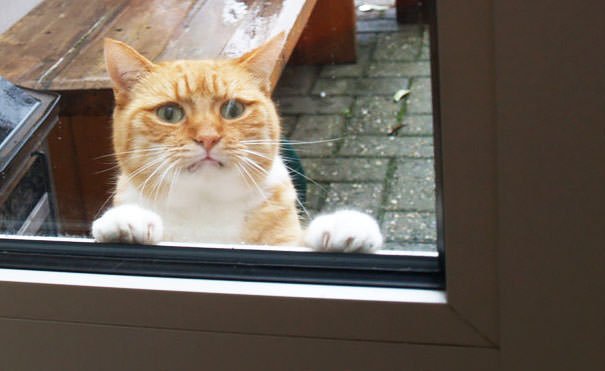 Please Let Me In! There