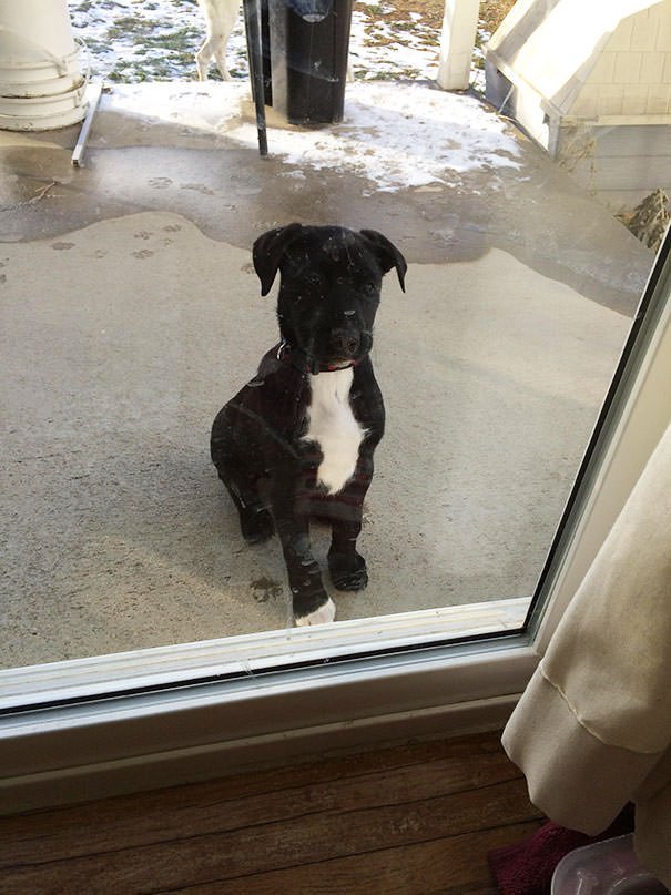 Human, Please Let Me Back In Now