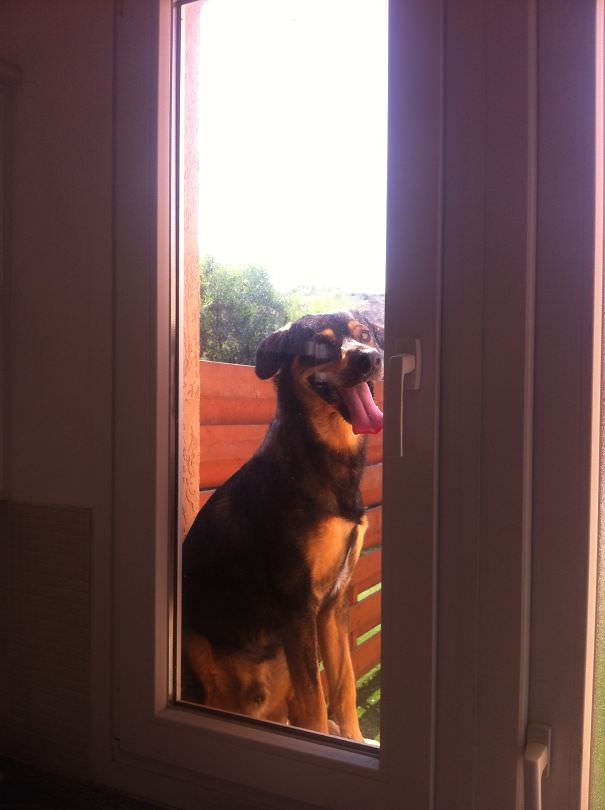Sent Him Outside For Being Bad, So He Used The Windowsill To Try And Regain Entry!