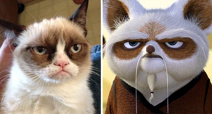 Grumpy Cat Looks Like Master Shifu