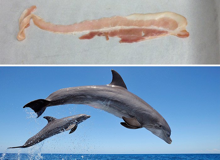 This Bacon Looks Like A Dolphin