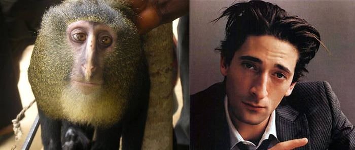 Who Is Cuter? The Lesula Monkey Or Adrien Brody.