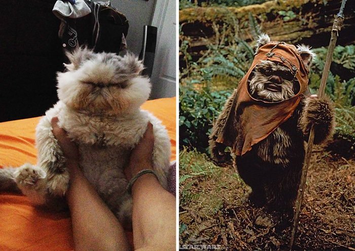  This Cat Looks Like An Ewok