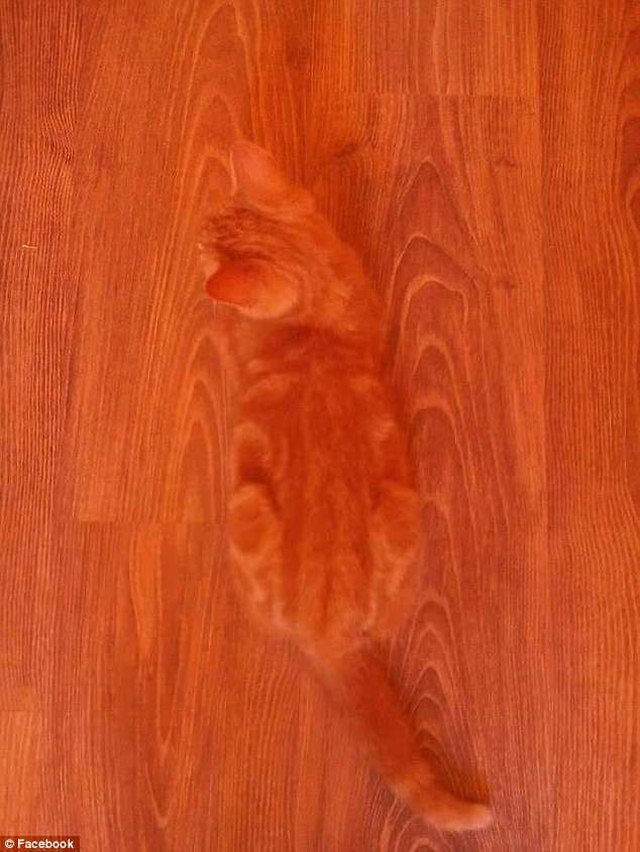 Orange cat on hardwood floor.