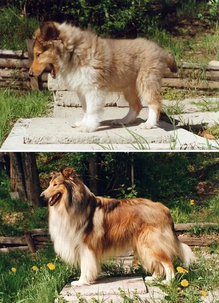 animals-before-after-growing-up-5_resultat