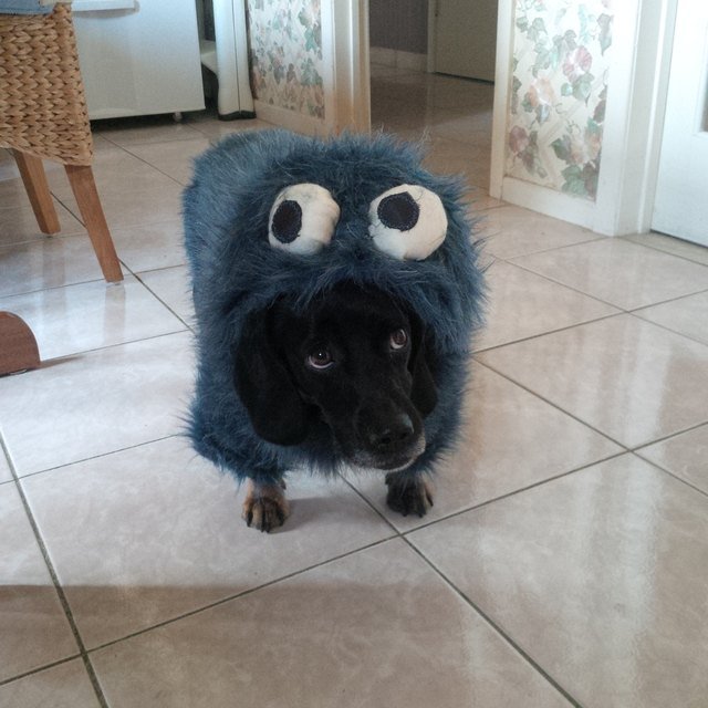 Dog dressed up as Cookie Monster