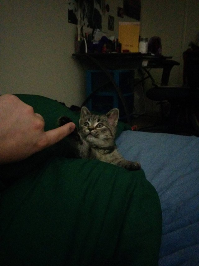 Little kitten likes to hold hands