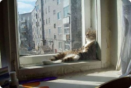 chat relax 001.jpg?resize=412,232 - 30 des chats à la cool qui se relaxent dans des positions étranges