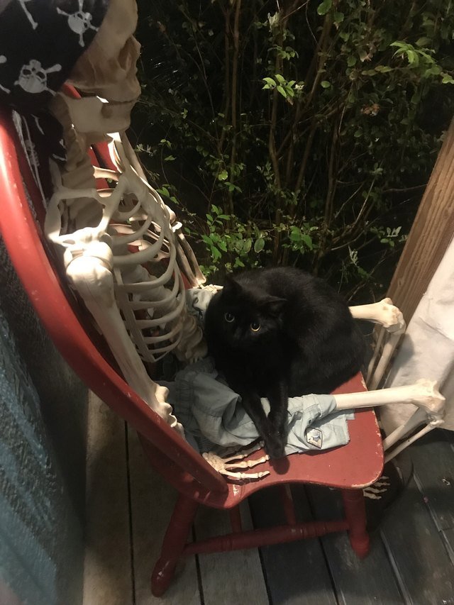 Cat sitting on skeleton