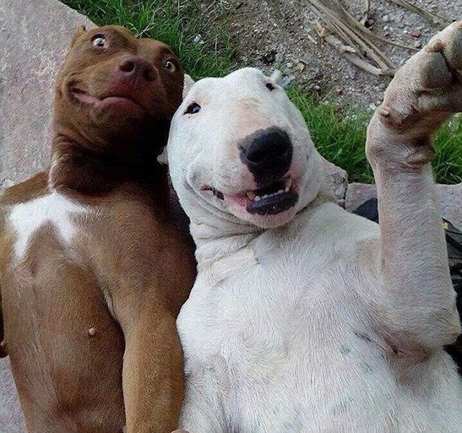 dog-selfie13