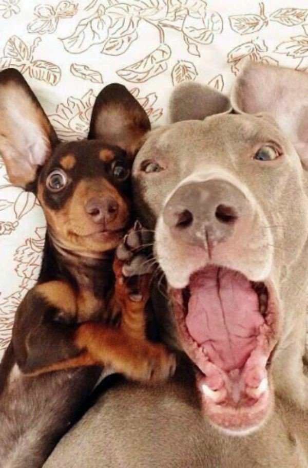 dog-selfie6
