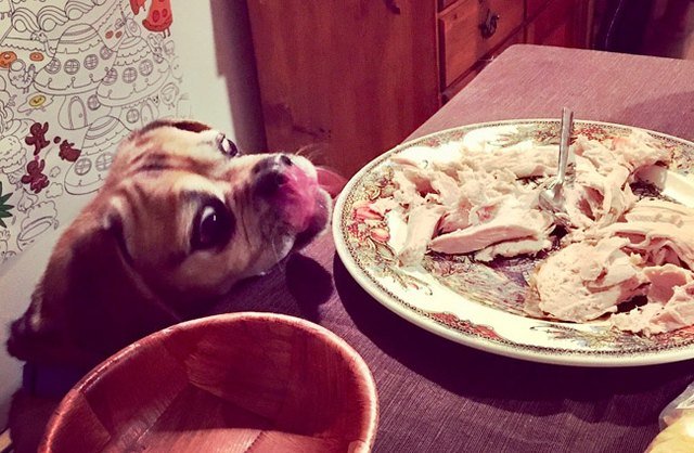 15 of the most annoying things dogs do
