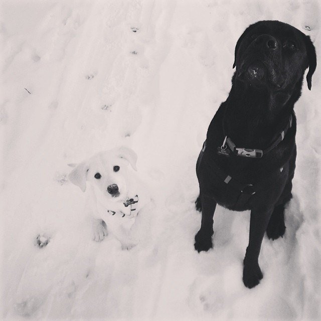 Black dog and white dog in the snow.