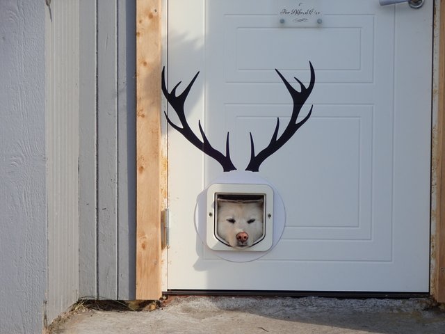 Dog sticking his head through a doggy door and there are antlers painted on the door!