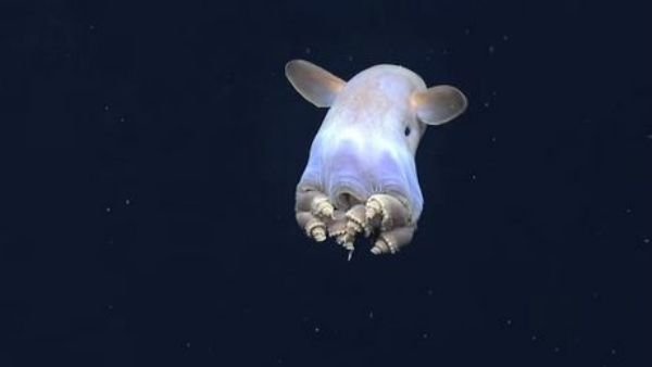 les-scientifiques-ont-pu-observer-une-methode-de-deplacement-encore-inconnue-chez-les-pieuvre-dumbo_65668_w460