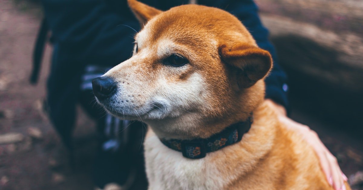 a 20.jpg?resize=412,232 - Une nouvelle étude démontre que les chiens peuvent reconnaître une personne mauvaise et pas fiable