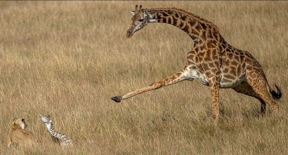 combats de mère girafe