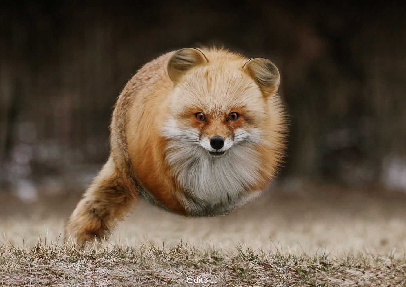 aditya aryanto aniball animaux boule 2.jpg?resize=412,275 - [Photos] Il transforme des animaux en véritable ballons!