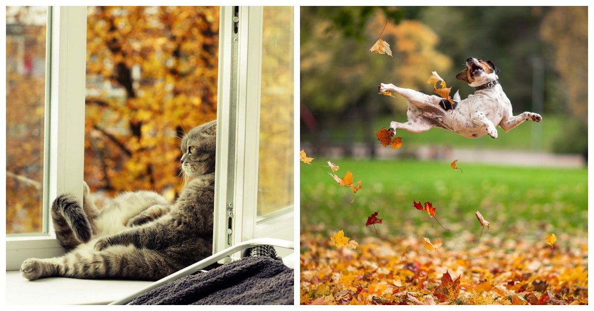 autumn.jpg?resize=412,232 - 22 Adorable Animals Enjoying the Magic of Autumn