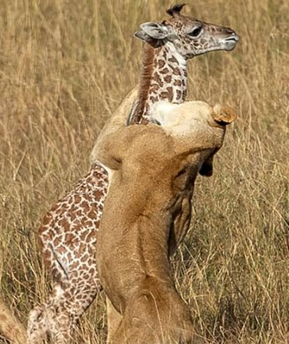 combats de mère girafe